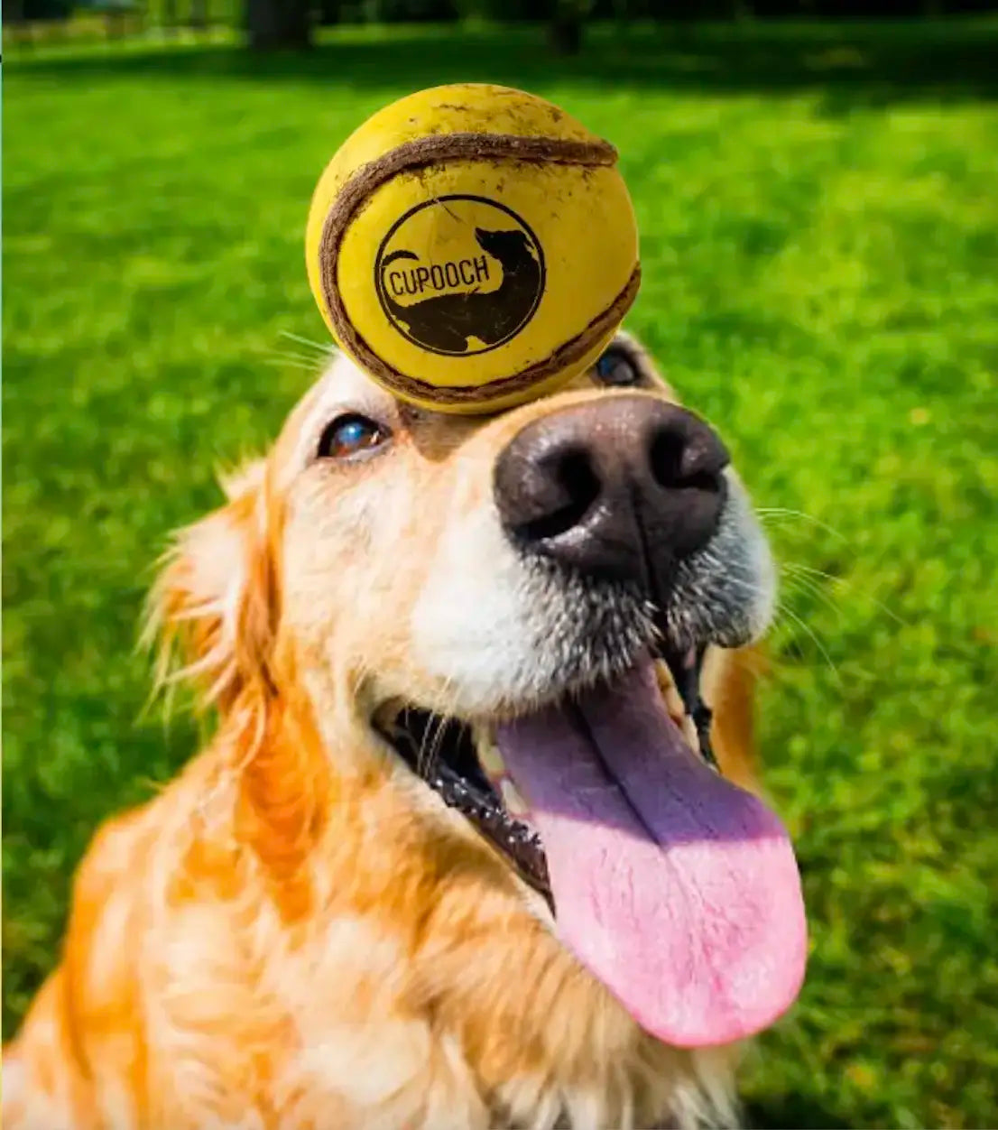 CuBall vs. Tennis Balls for dogs