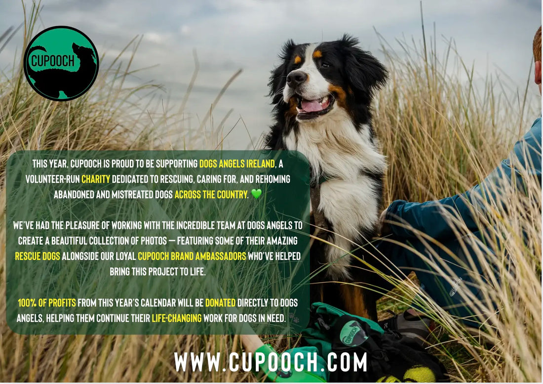 CuPooch Dog Charity Calendar 2026