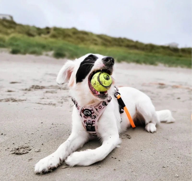 CuBalls x Two - CuPooch