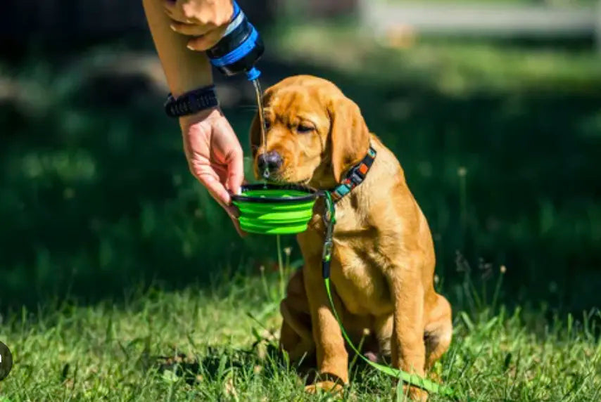 CuBowl - Foldable Dog Water Bowl Double 2 in 1 Large