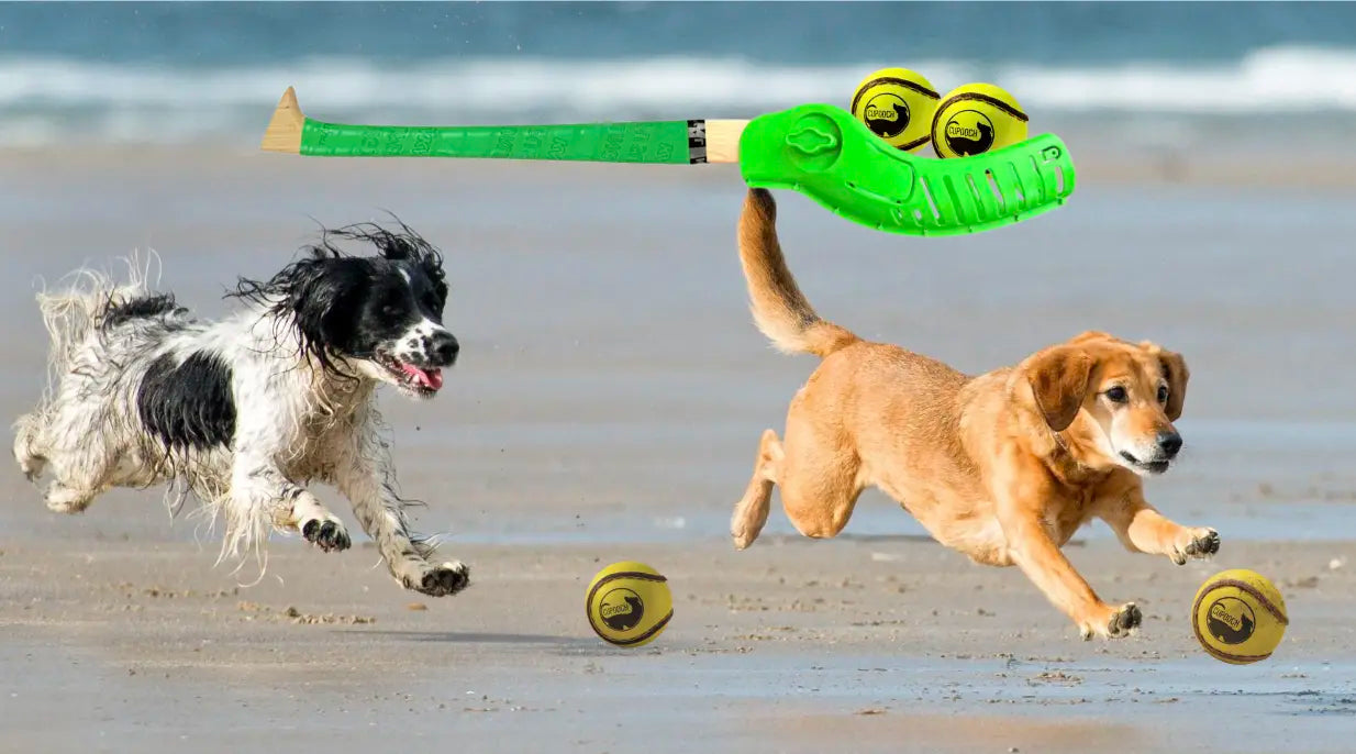 two_dogs_run_with_two_balls