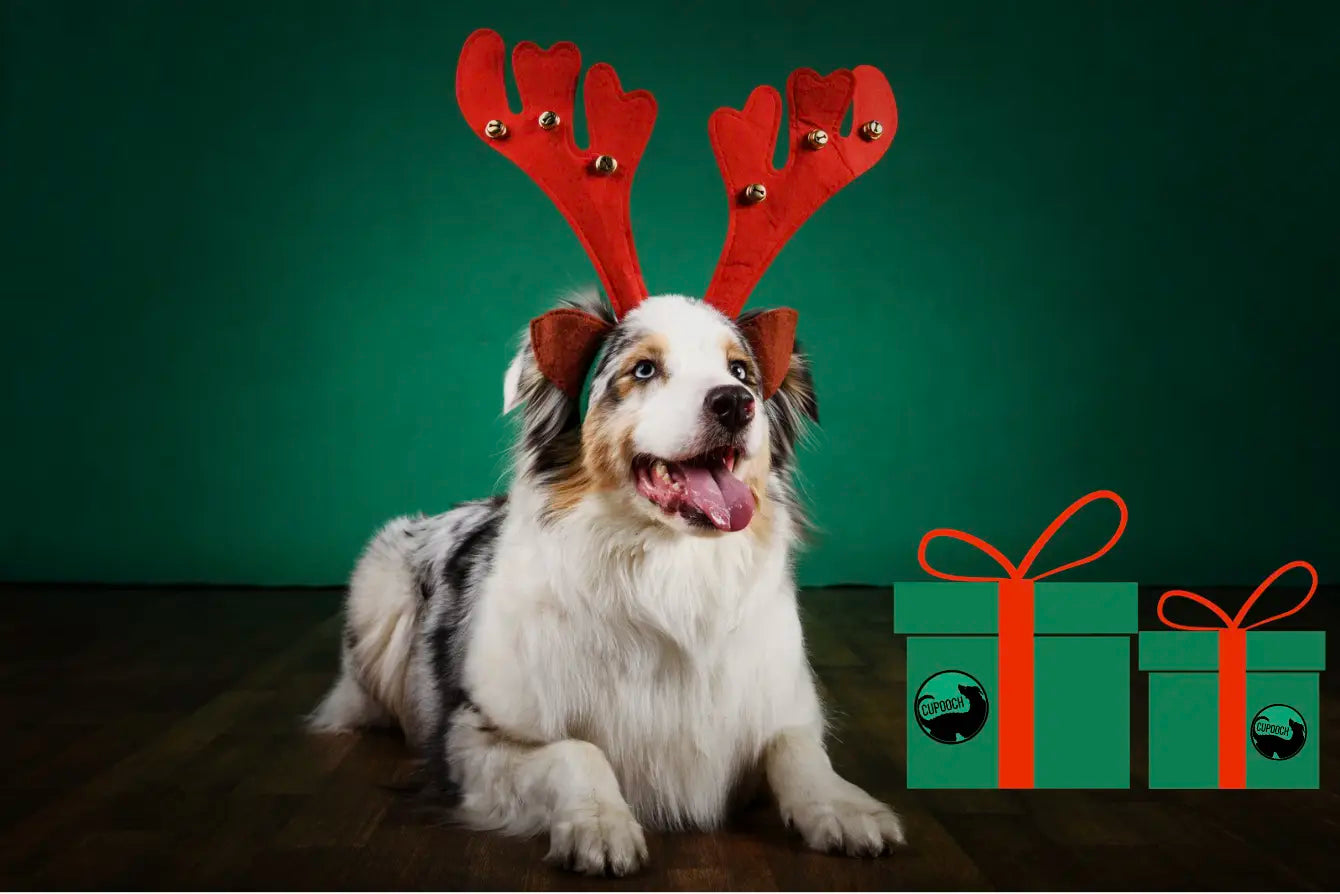 Gifting Guide for Dog Lovers: Top CuPooch Products for Christmas