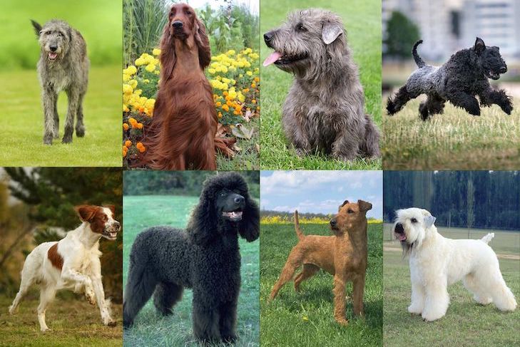 The 9 Irish Dog Breeds: A Celebration of Heritage