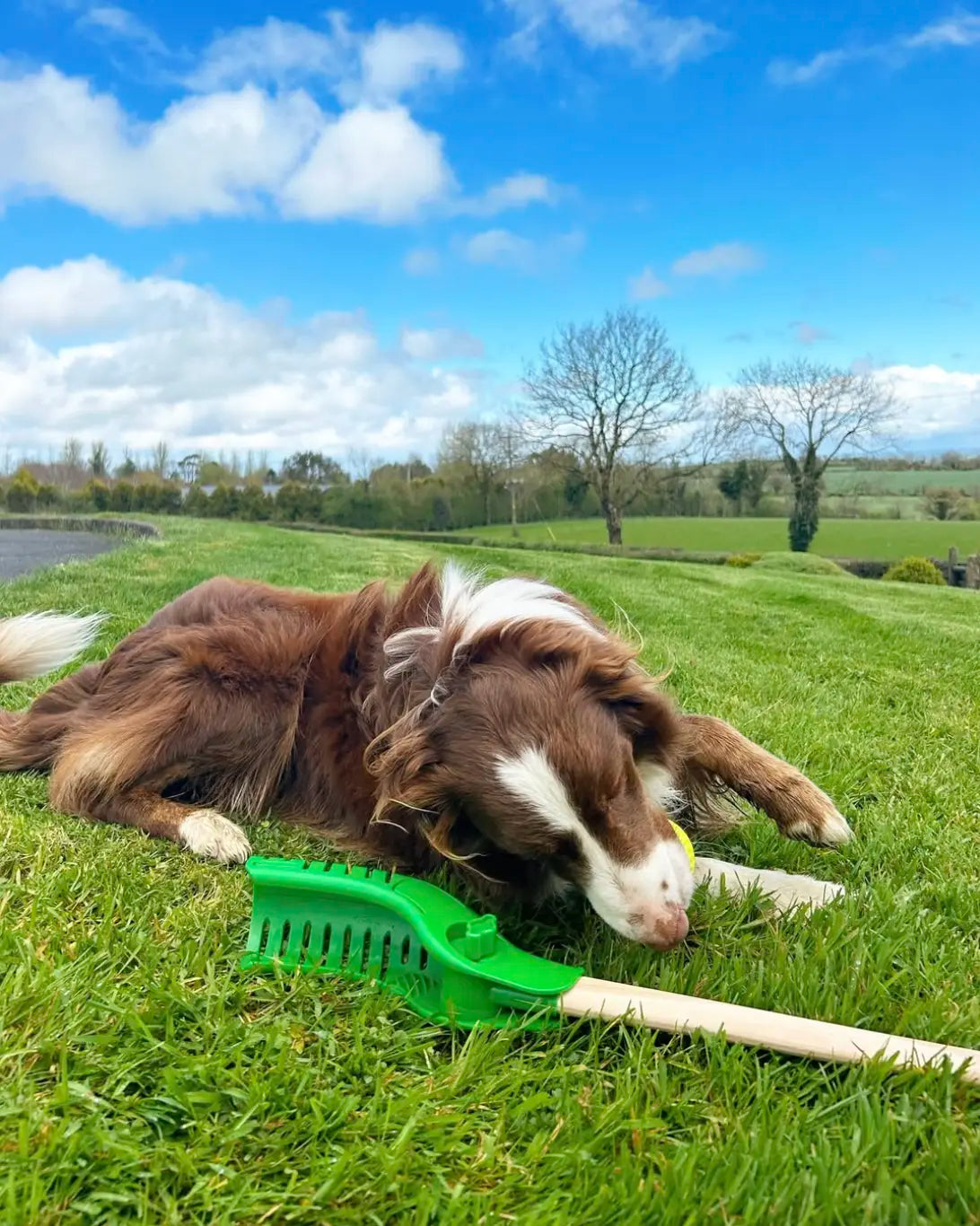 A Day in the Life: Me, My Dog, and the CuHurl