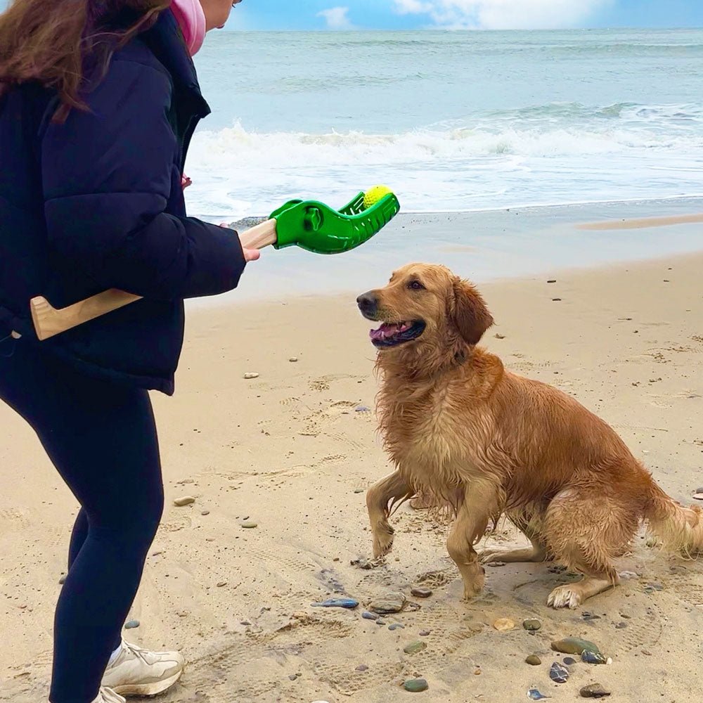 Best Way to Train Dog Fetch with Hurling - CuPooch