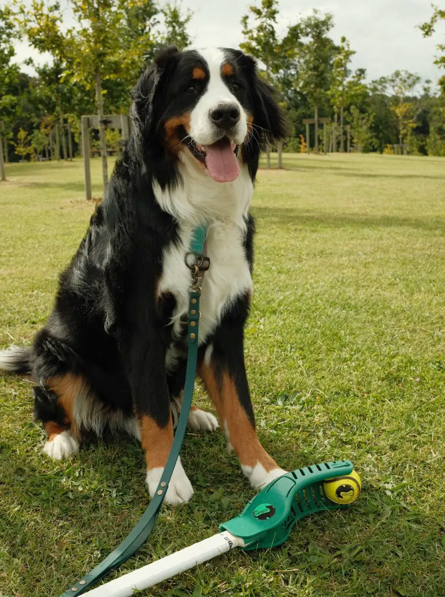 Dog Ownership and Human Well-Being