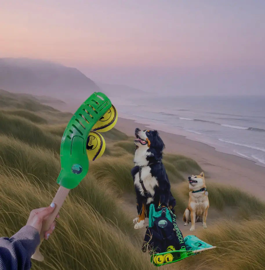 Sunset Walks with My Dogs on Ireland's Green Shores