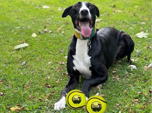 Dog-Friendly Hurling: A Modern Twist - CuPooch