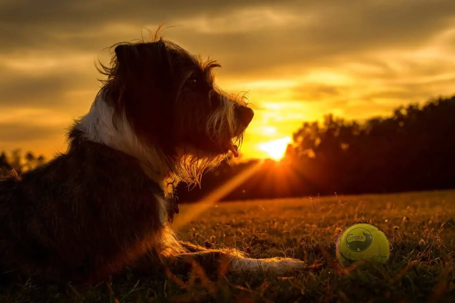 Free Dog Activities in Dublin, Tailored to Your Dog's Personality