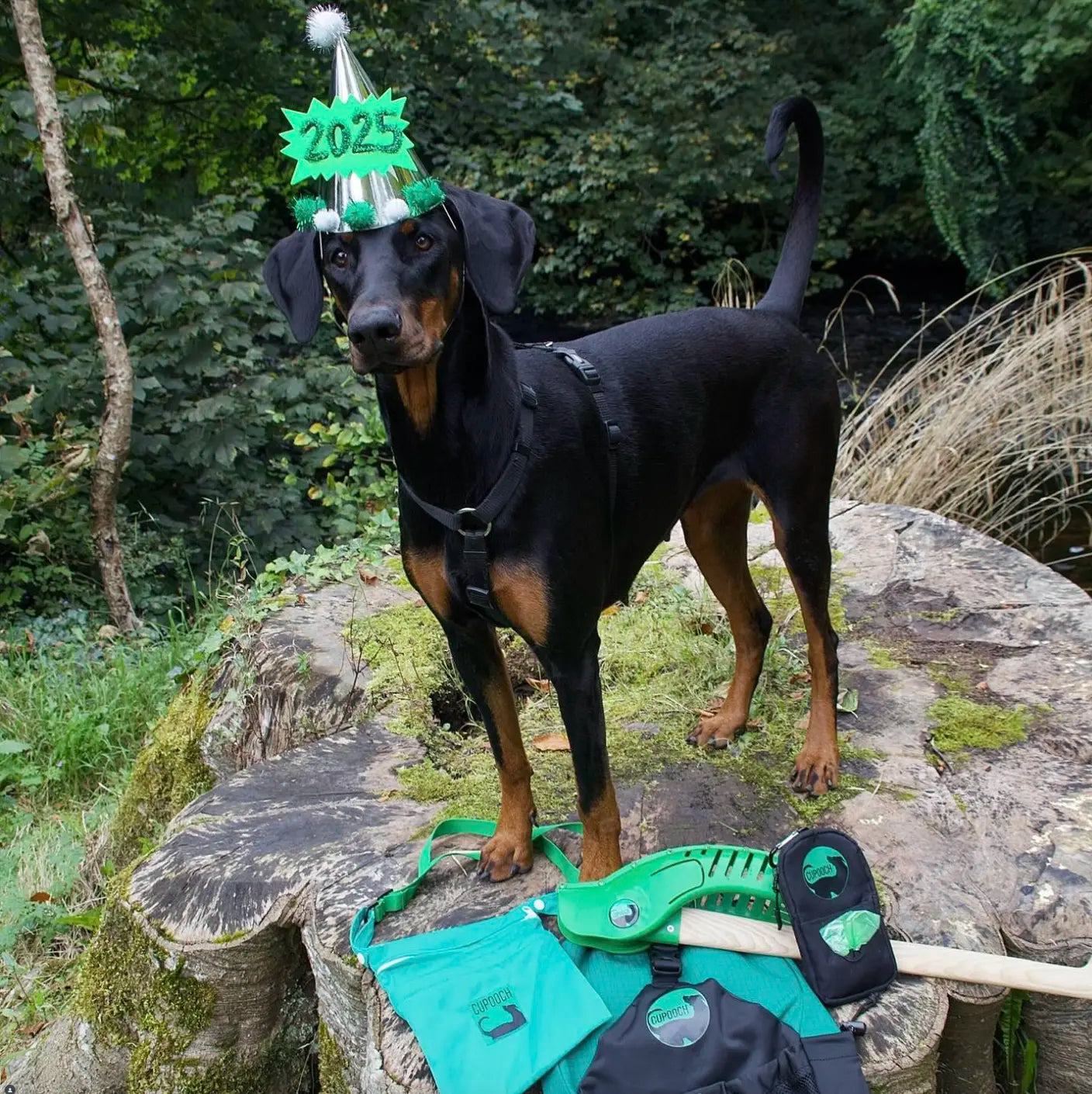 Ireland's Dog Holidays - Guide to Actually Celebrating
