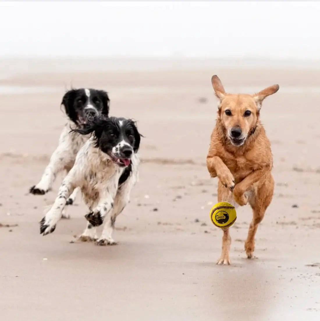 Selecting the Right Ball to Play Fetch with your dog