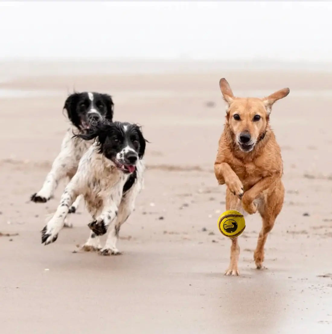 How I Joined CuHurley and Found My Pack