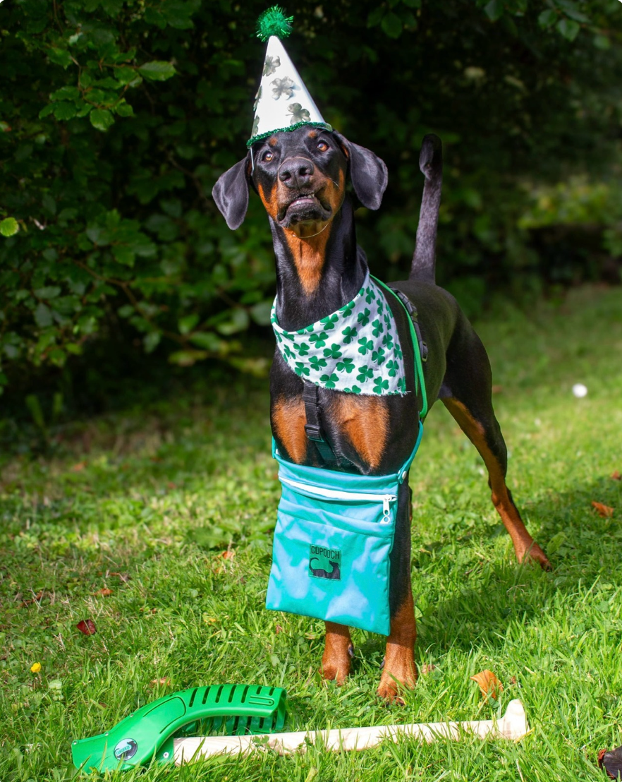 The Grand Irish Lesson For Your Dog