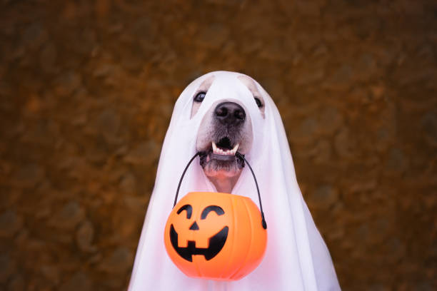 Dog dressed as a ghost with a trick-or-treat bucket