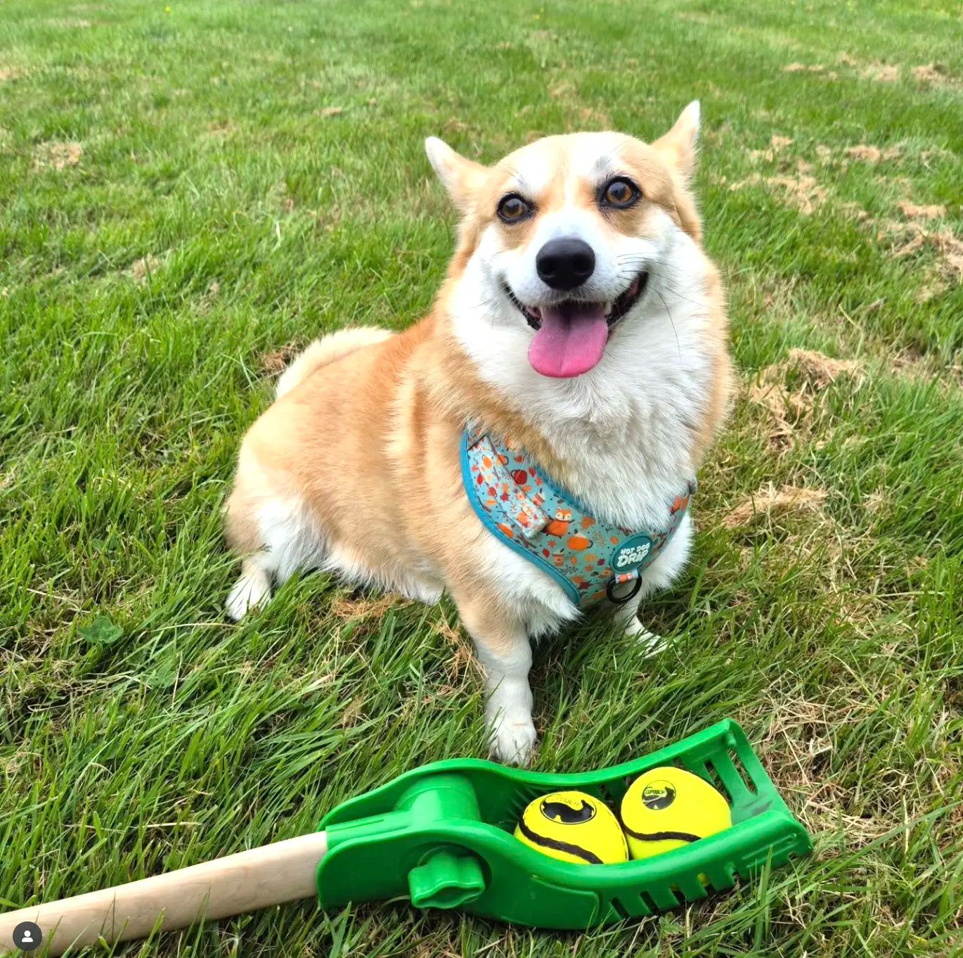 The Great Ball Thrower Showdown