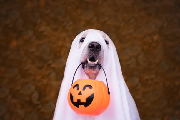 How to Keep Your Dog Calm During Fireworks in Ireland: Top Tips for Halloween - CuPooch