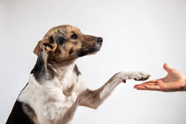 dog green paw 