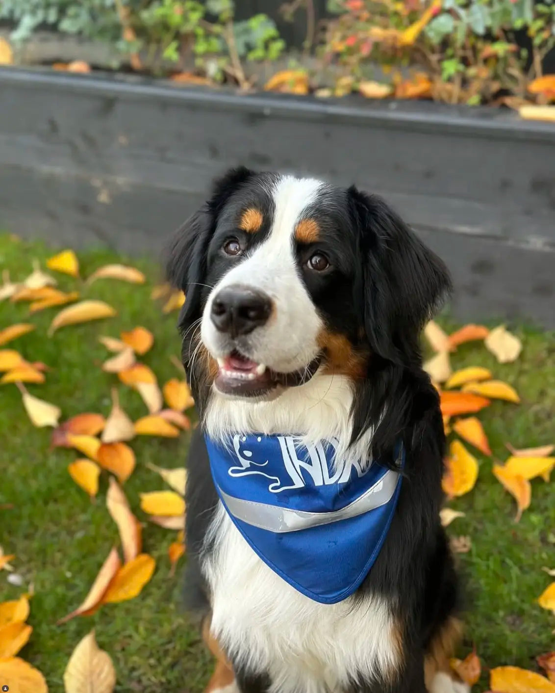 Responsible Dog Ownership in Ireland