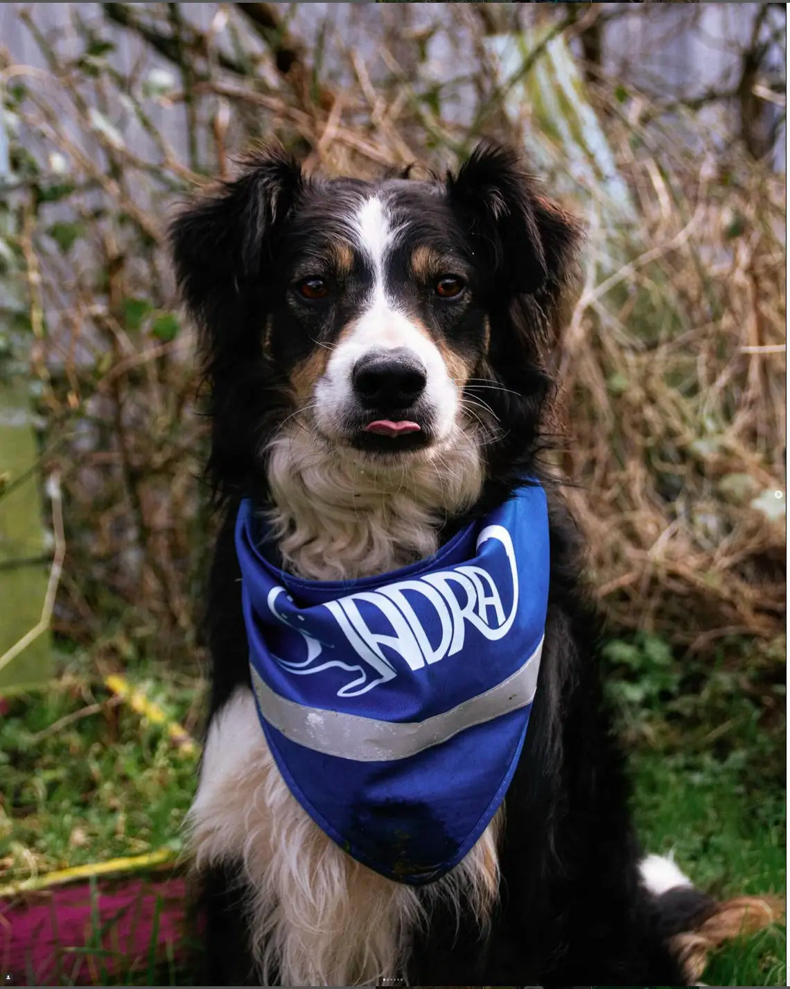 A Proper Irish Saturday With the Dog: From Beach Runs to GAA Matches