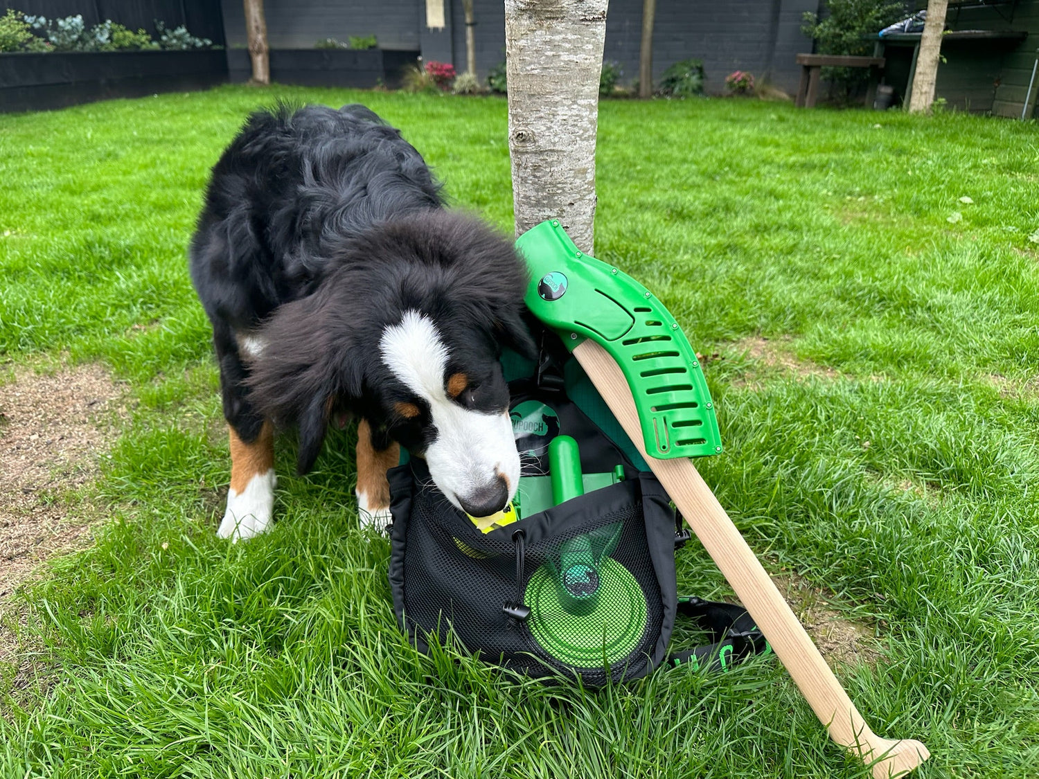 The Best Off-Leash Dog Walks in Dublin - CuPooch