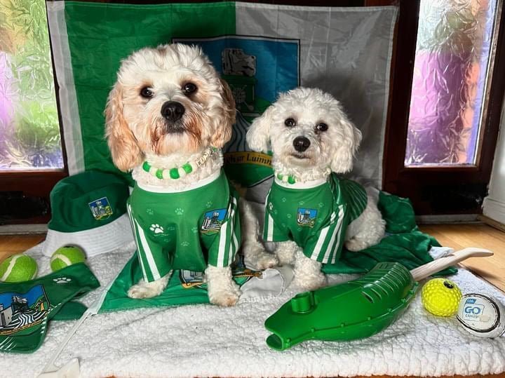 A GAA Fan's Guide: If Irish Counties Were Dog Breeds...