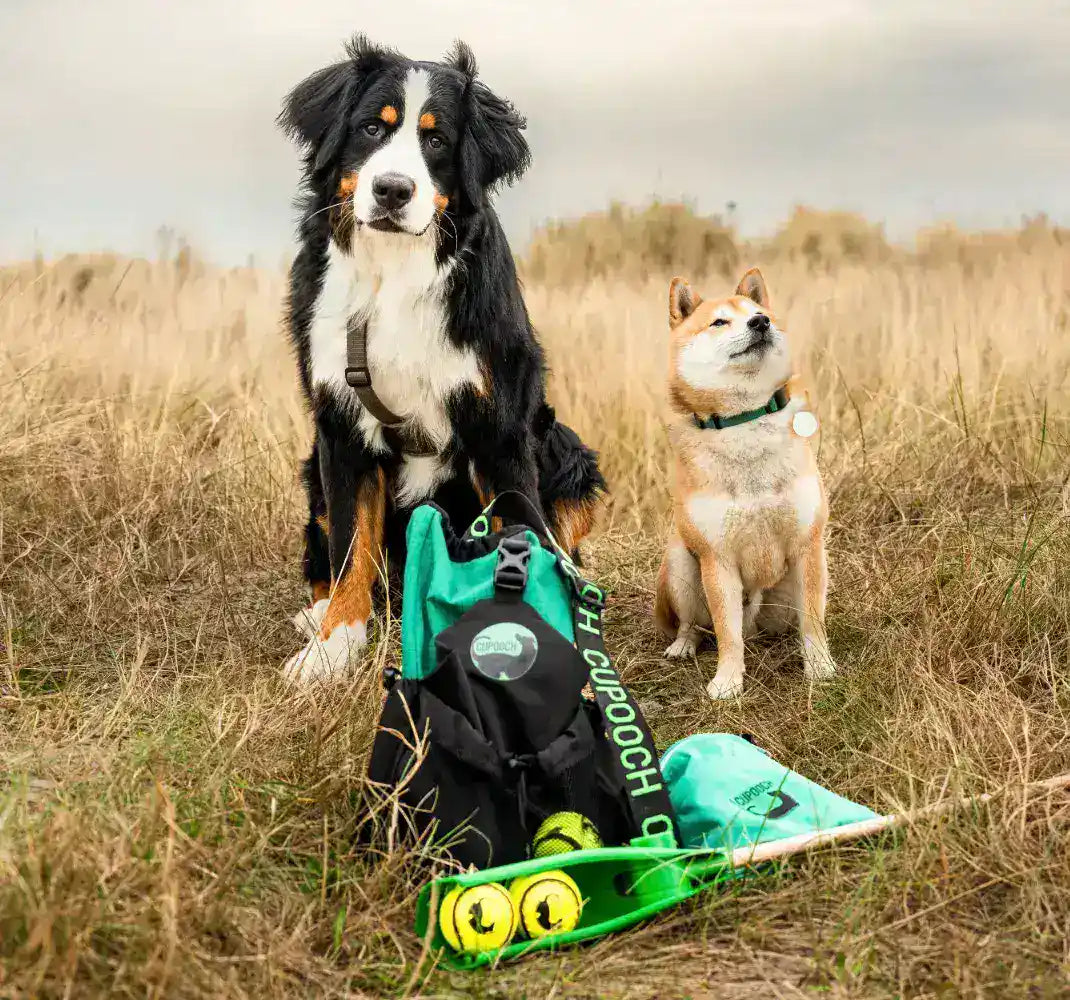 The Ancient Future of Dog Walking