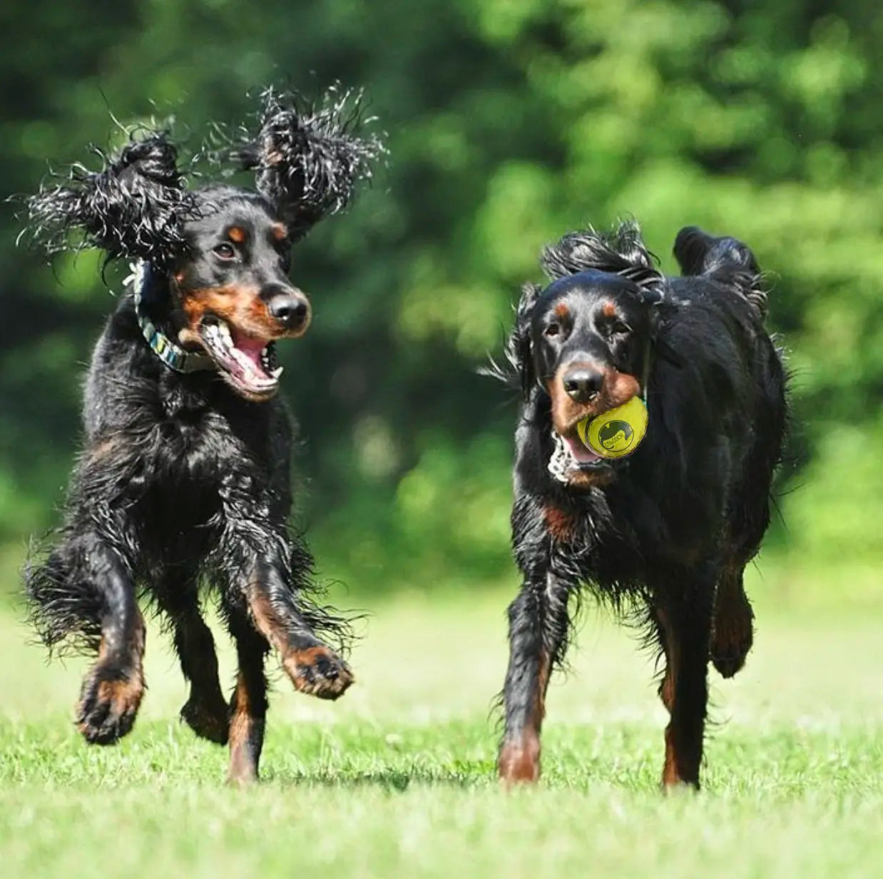 Tail-Wag Approved Reviews from Fellow Pooches