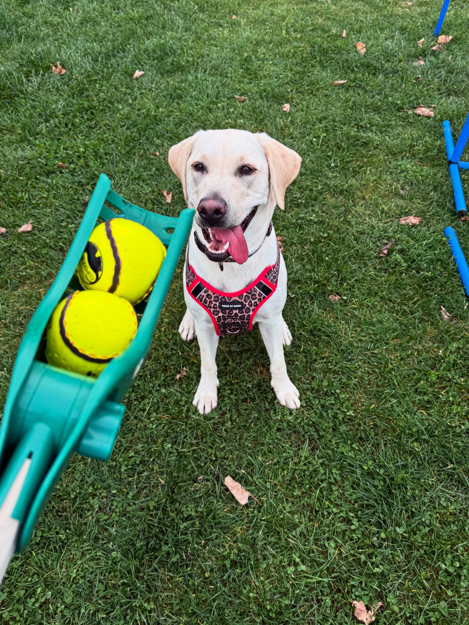 Best All Weather Dog Toy CuHurl Strong Fetch Balls