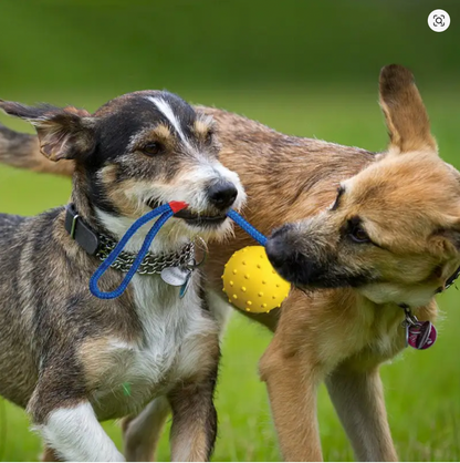Dog Ball with Rope