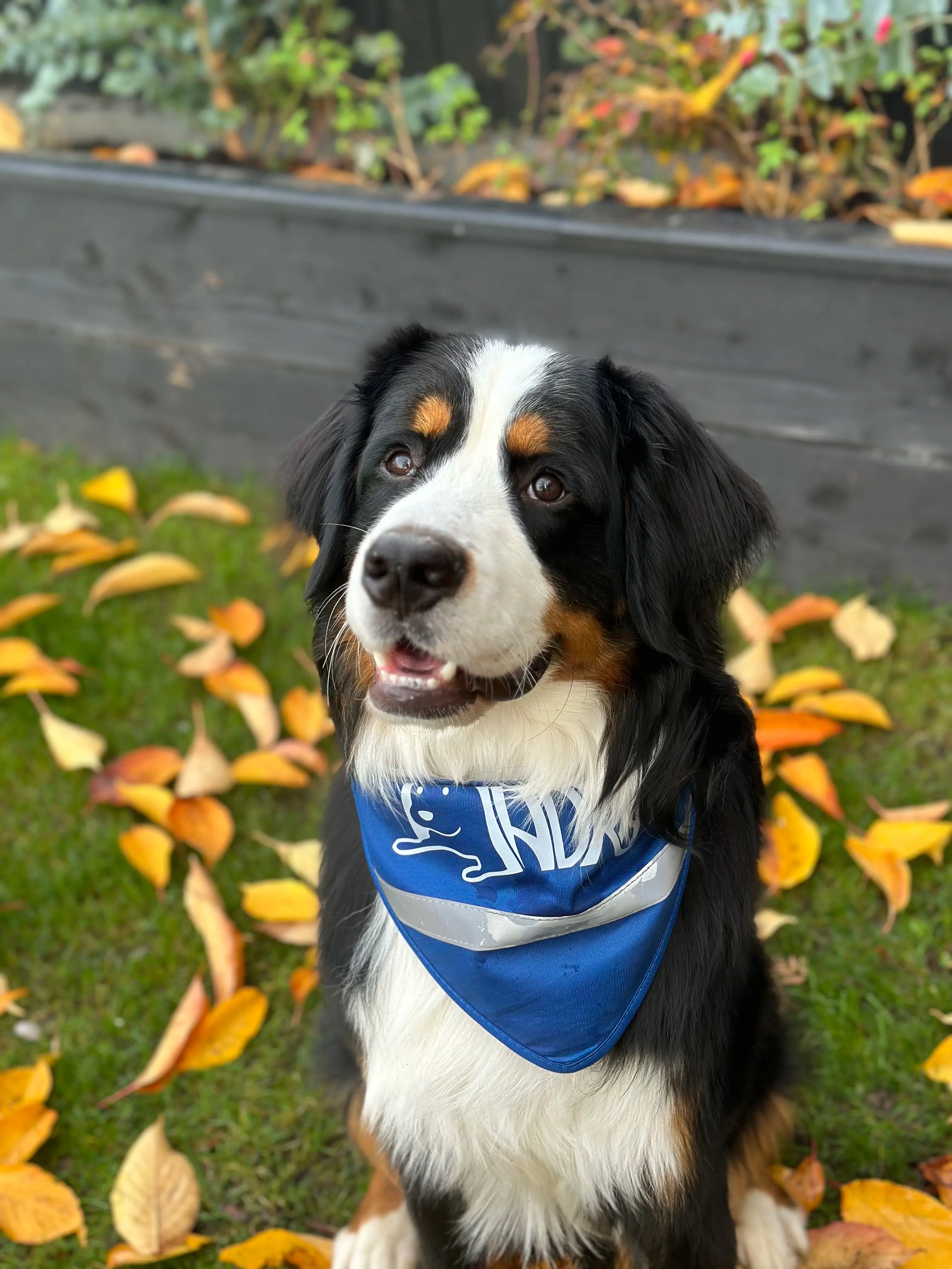 MADRA Charity Reflective Bandana