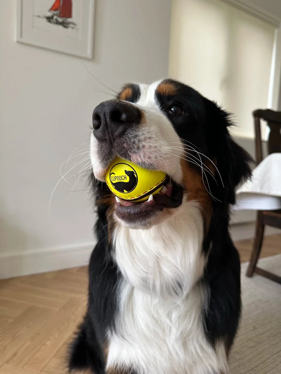 Transform Your Dog Walking Experience with CuPooch! 🇮🇪🐶🏏🥎🥎💚🍀