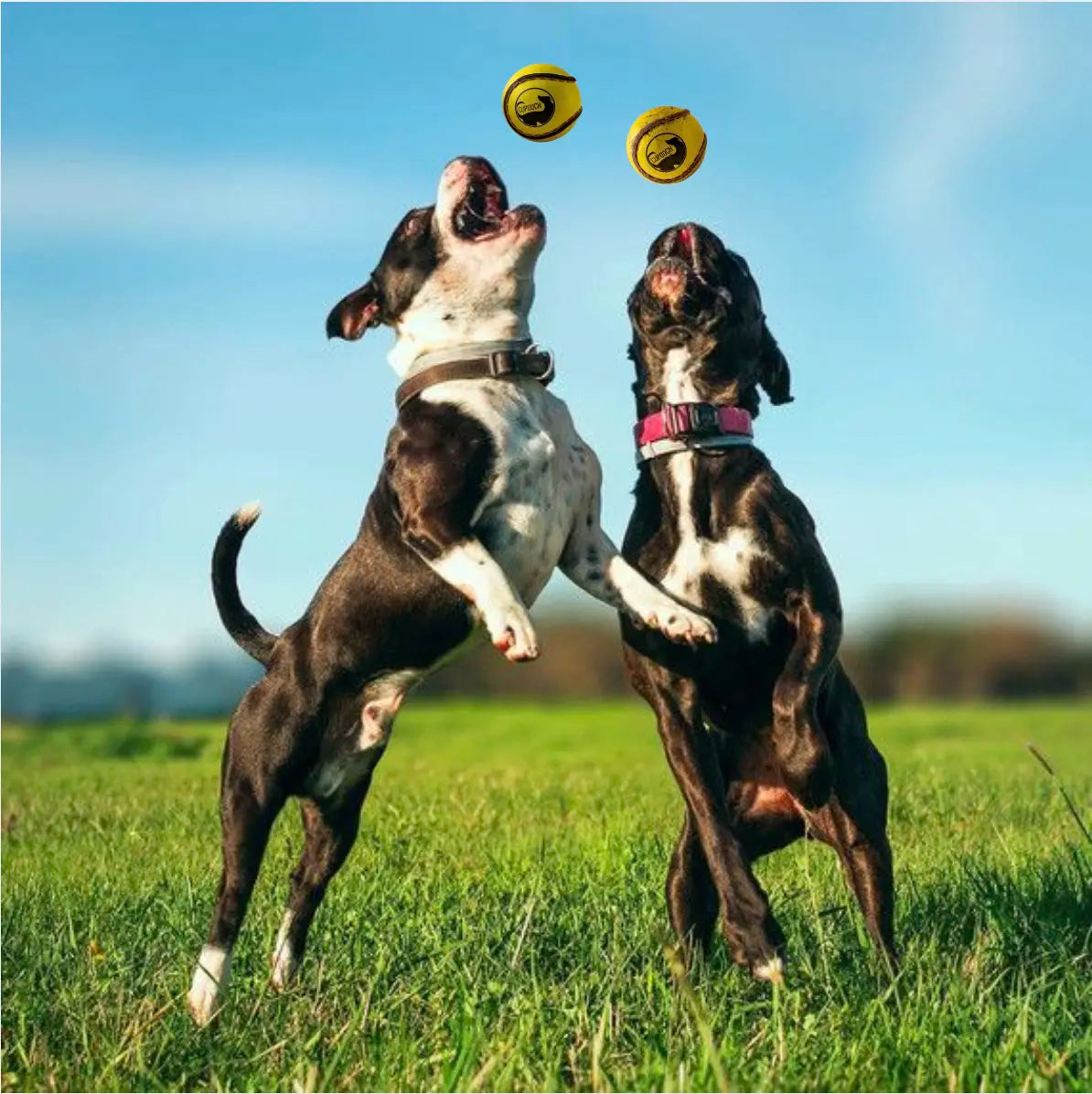 CuPooch Dog Toy - Strong Fetch Ball (Pack of 2)